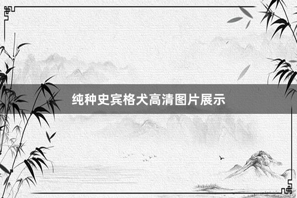 纯种史宾格犬高清图片展示